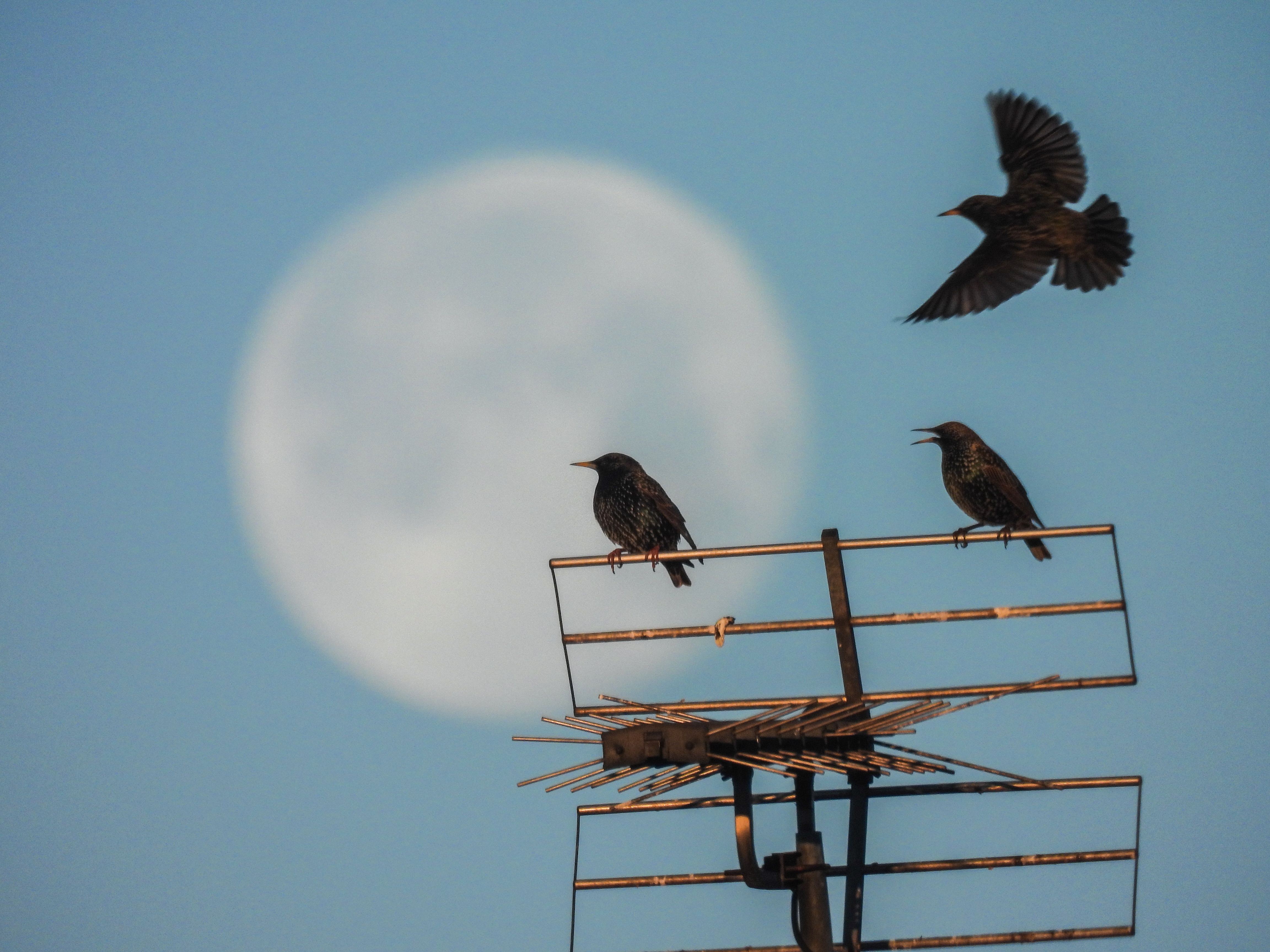 Wincheap Birds